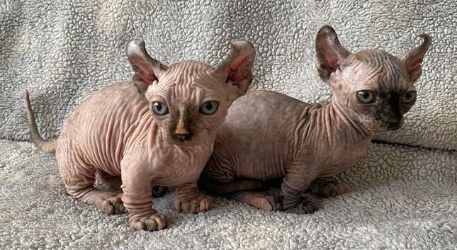 Beautiful Sphynx Dwelf Female Kittens