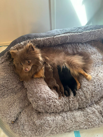 Pomeranian