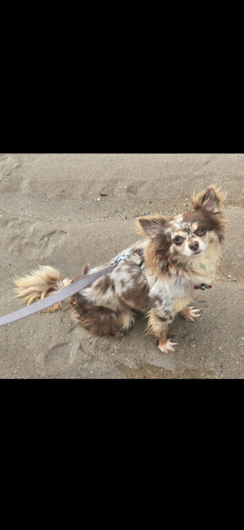Rare merle chihuahua stud