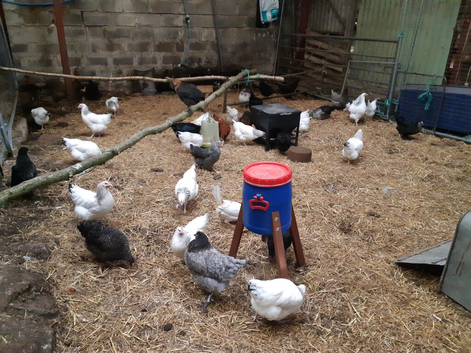 Pol pullets and hens for sale
