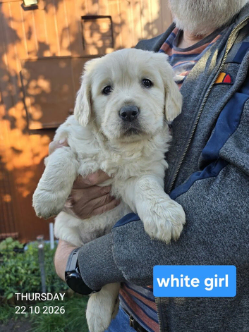 Gorgeous fluffy Golden Retriever Puppies kc reg