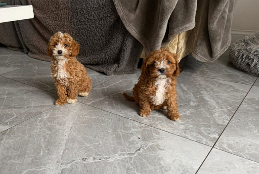 Toy f1b cavapoo puppies