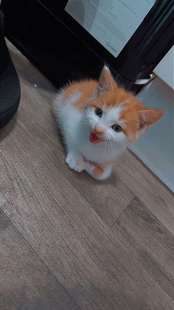 Kitten for sale