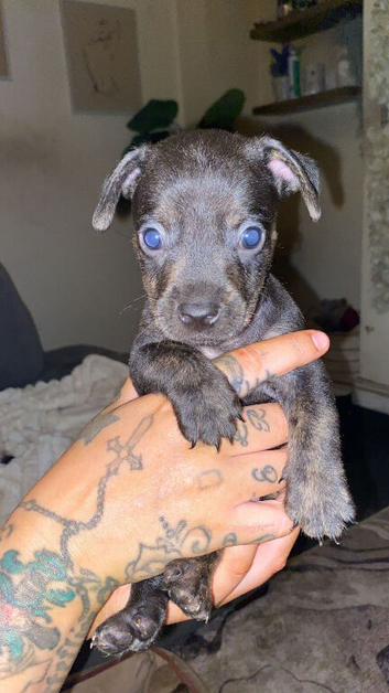 Fenchie x dachshund x westie pups