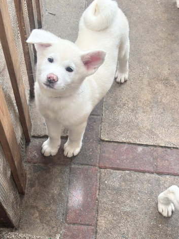 Japanese Akita puppies