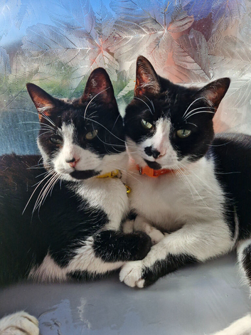 Brothers looking for home together