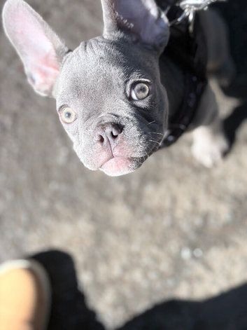 Boy puppy French bulldog