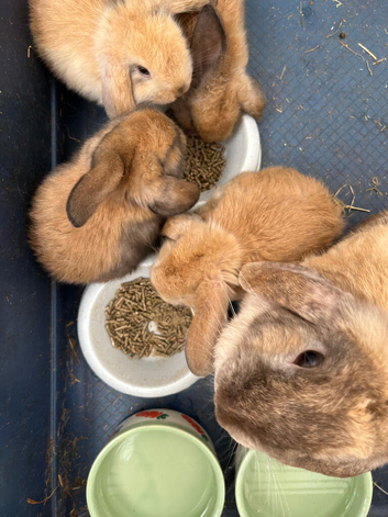 Ready Now! Gorgeous Mini Lop Babies!
