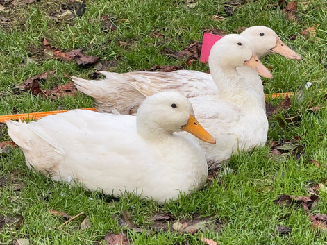Cherry Valley trio