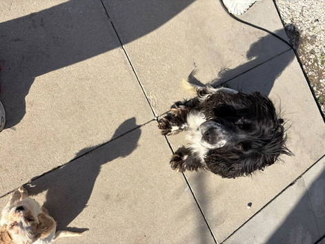 Cocker spaniel pups