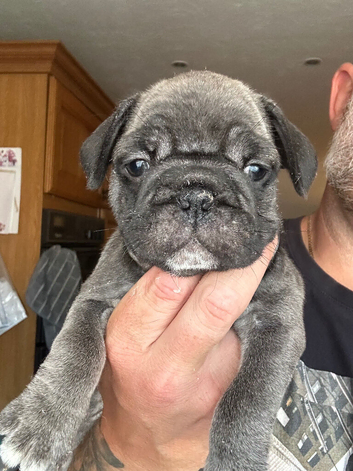 Stunning litter of 4 Prestige Pug babies all looking for their New Forever Homes.