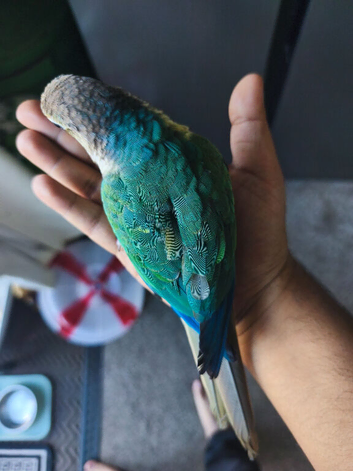 Hand Reared Baby Terqouise Blue Parrot