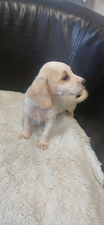 Jack rusell puppys