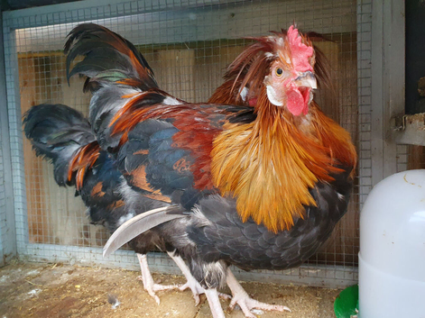 RARE BREED Sulmtaler cross Silkie cockerels.