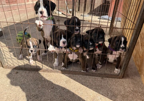 Boxer Puppies