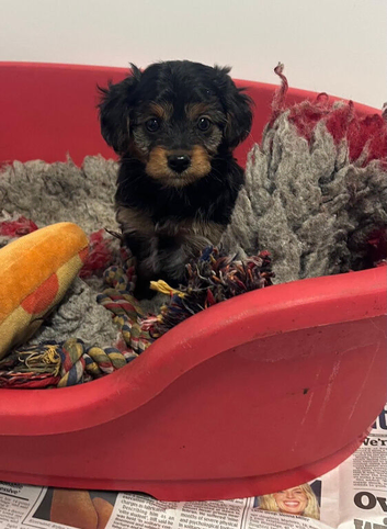Yorkiepoo puppies