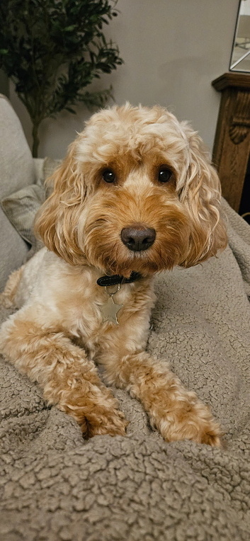 STUD cockapoo