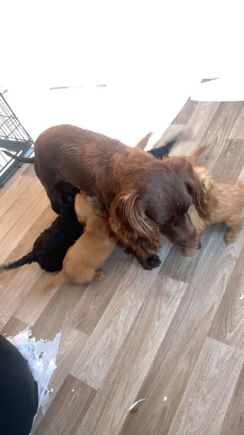 Cockapoo puppies