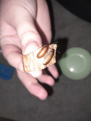 Hissing cockroach