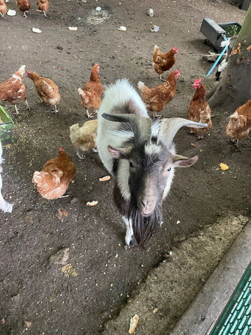 Pygmy goats x 5