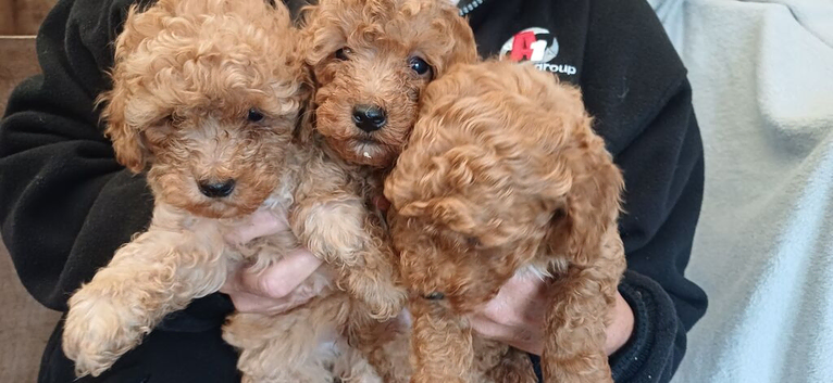 3 stunning boys