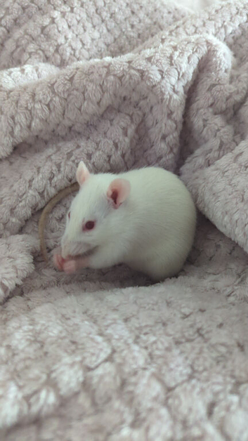 2 females with cage