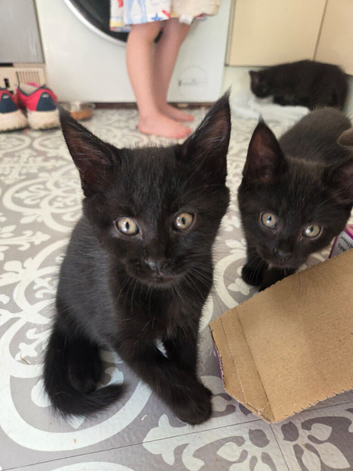 Maine coon x British shorthair sisters