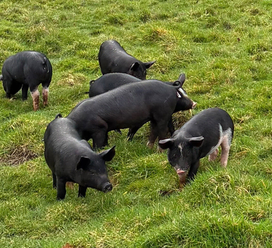 Quality gilts  for sale Pietrain x Saddleback 5 months old  Rye