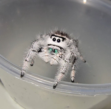 P.Regius Bahamas