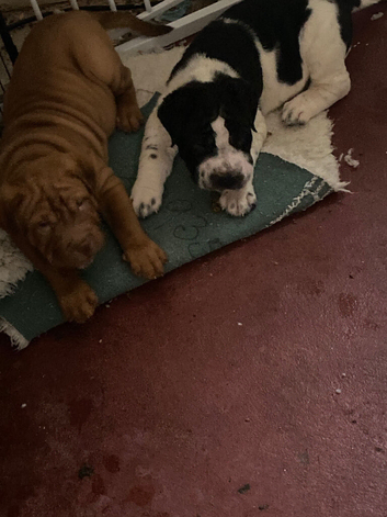 Shar-pei x Ridgeback mixed breed