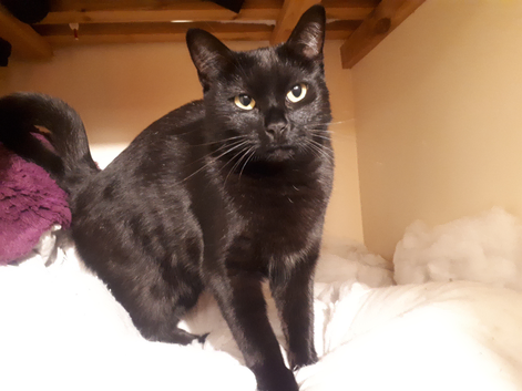 Cat and dog lover, looking for dog walking/sitting , cat sitting jobs around Hertfordshire