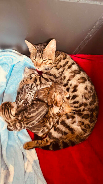 TICA Bengal kittens ready now