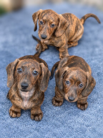 Stunning Red Brindle Dachshunds (mini)