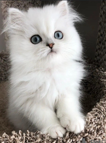 PURE PERSIAN 2 MALE LEFT