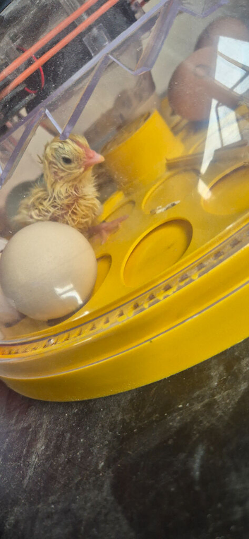 Chicks