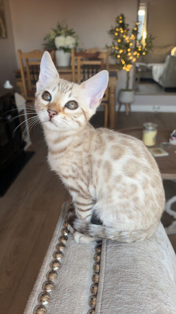 Beautiful girl Bengal still looking for her forever home ️