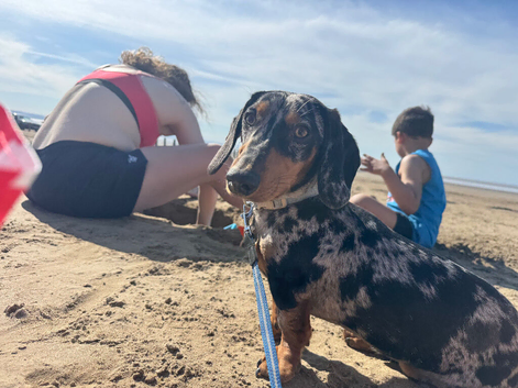 Affectionate 9month miniature dachshund for sale