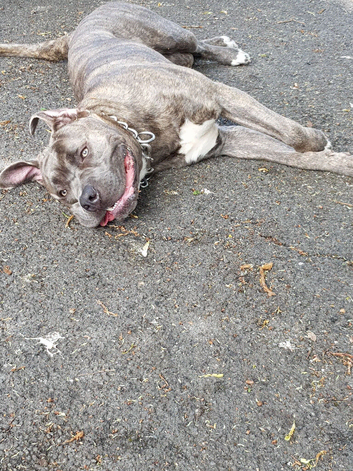 Max 30 month old cane corso