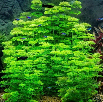 5 x limnophila sessiliflora