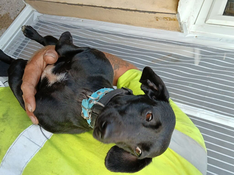 Patterdale bitch