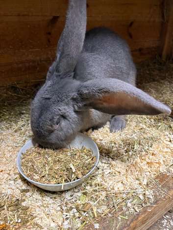 Continental giant rabbit Benjamin