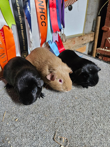 Black crested and self chocolate baby boys