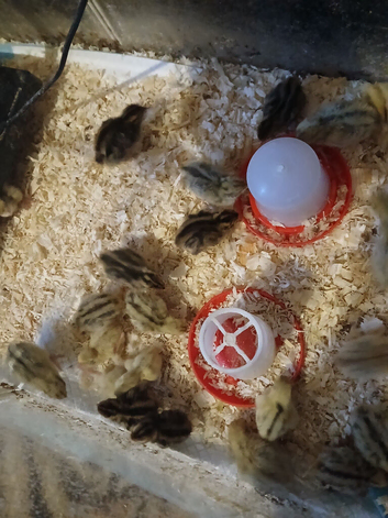 common quail