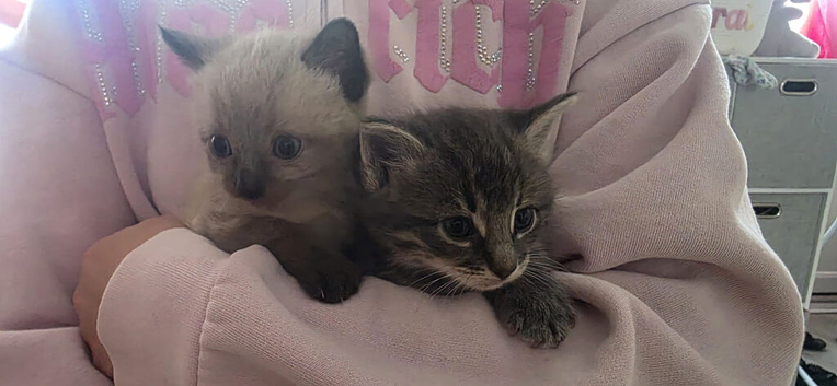 Half forest cat kittens