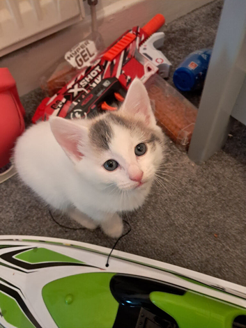 fluffy playful kittens