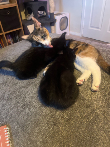 Last 2 kittens ready for new homes now