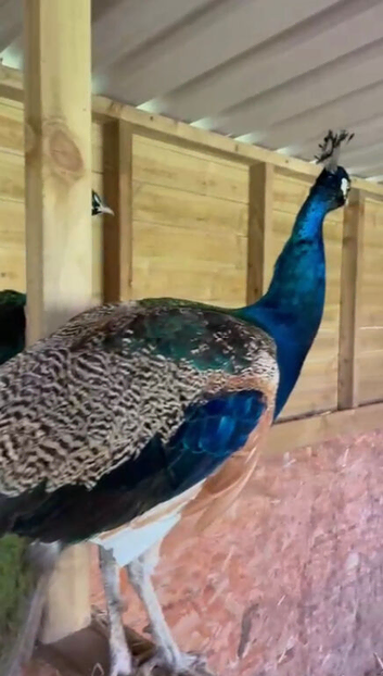 3x Male Peacocks available