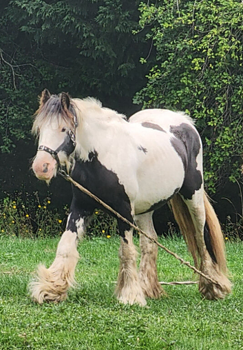 Prinny 13hh mare