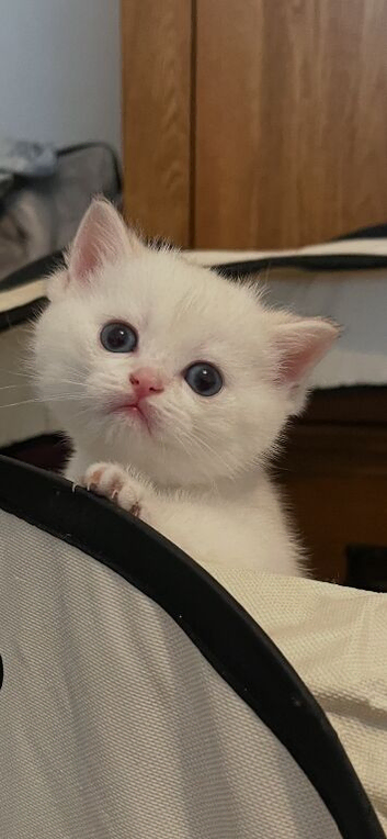 Pedigree British shorthair