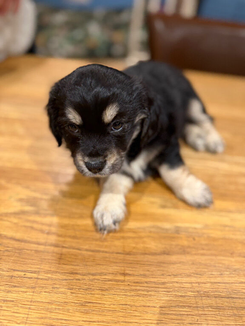 Chi-spaniels